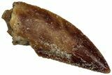 Serrated Raptor Tooth - Real Dinosaur Tooth #300936-1